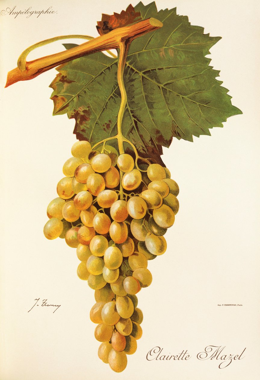 Clairette Mazel winogron J.Troncy autorstwa Jules Troncy