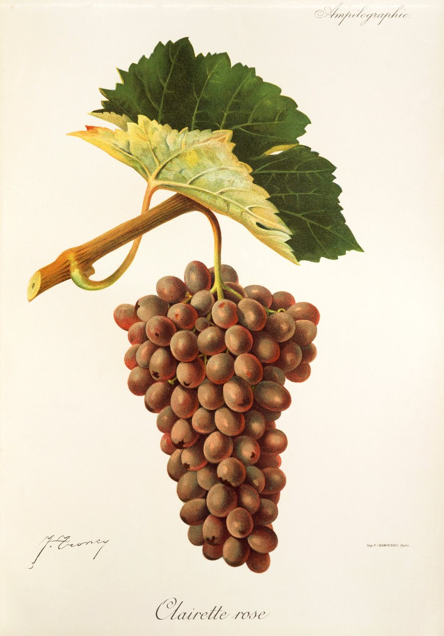 Clairette Rose winogrona J. Troncy autorstwa Jules Troncy