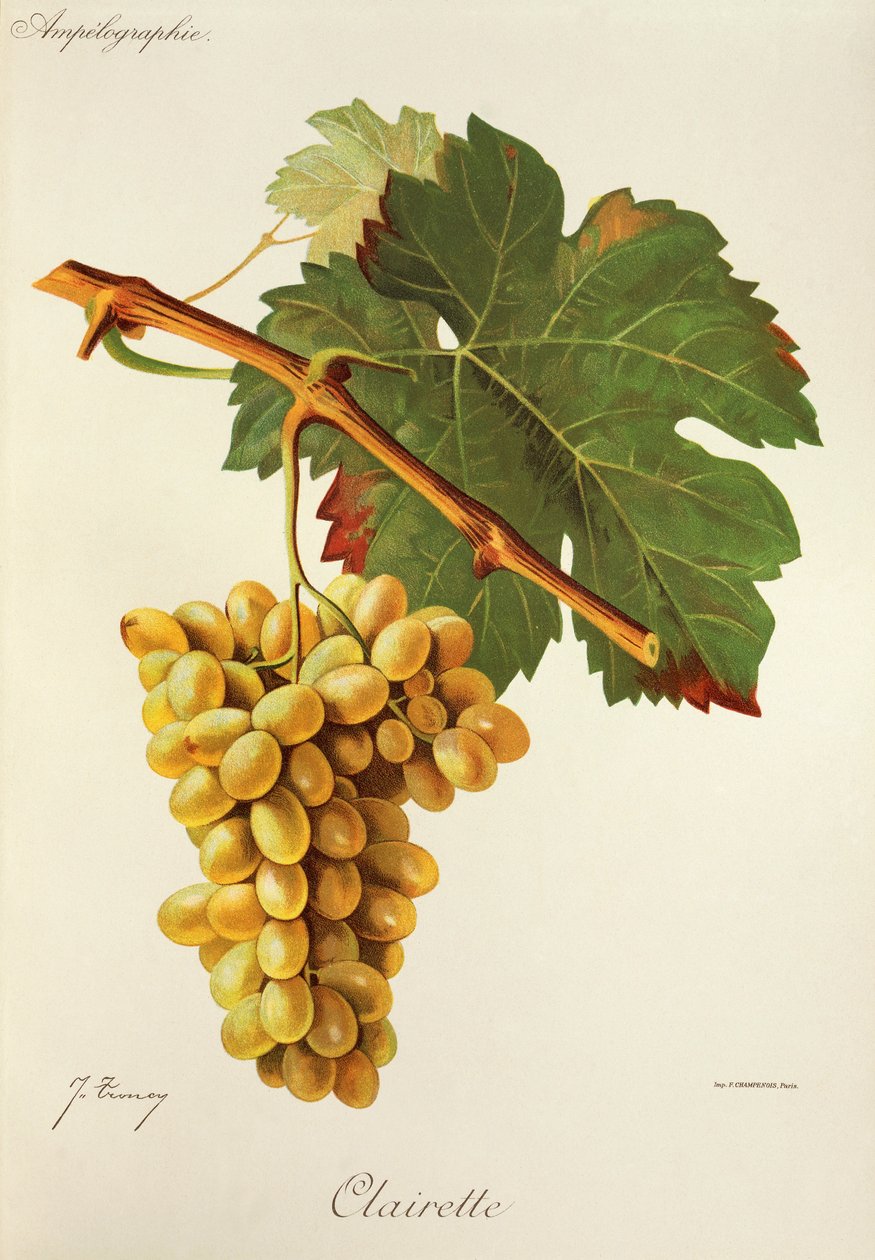 Winogrona Clairette J.Troncy autorstwa Jules Troncy