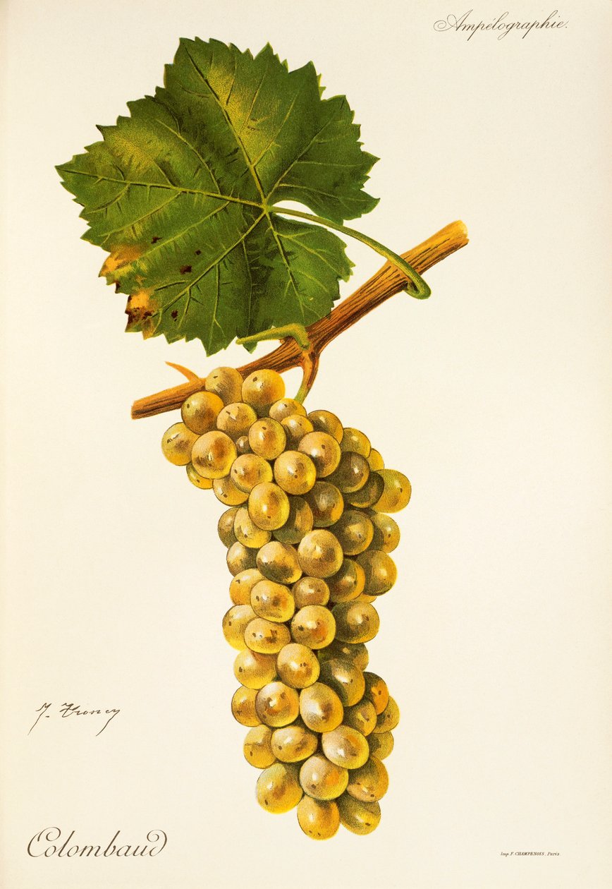 Winogrona Colombaud J.Troncy autorstwa Jules Troncy