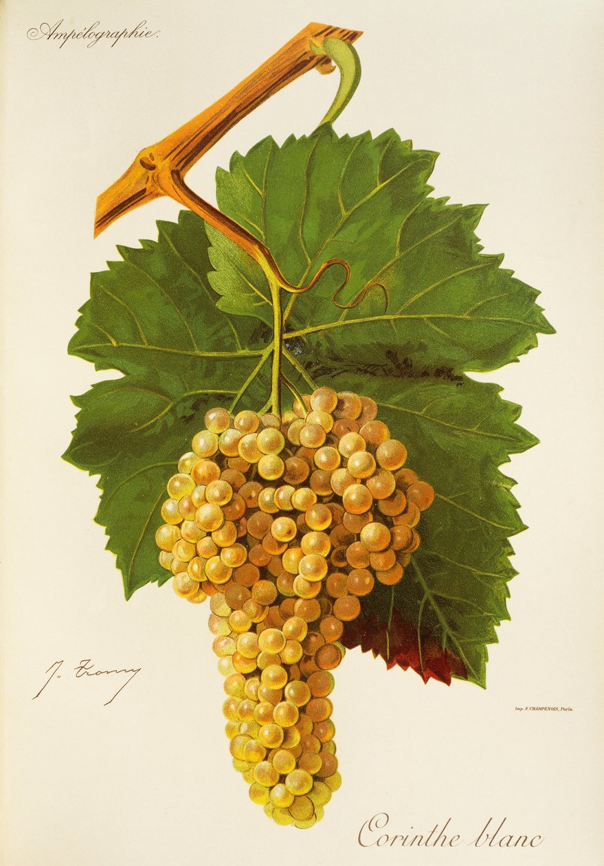 Winogrona Corinthe White autorstwa J.Troncy autorstwa Jules Troncy