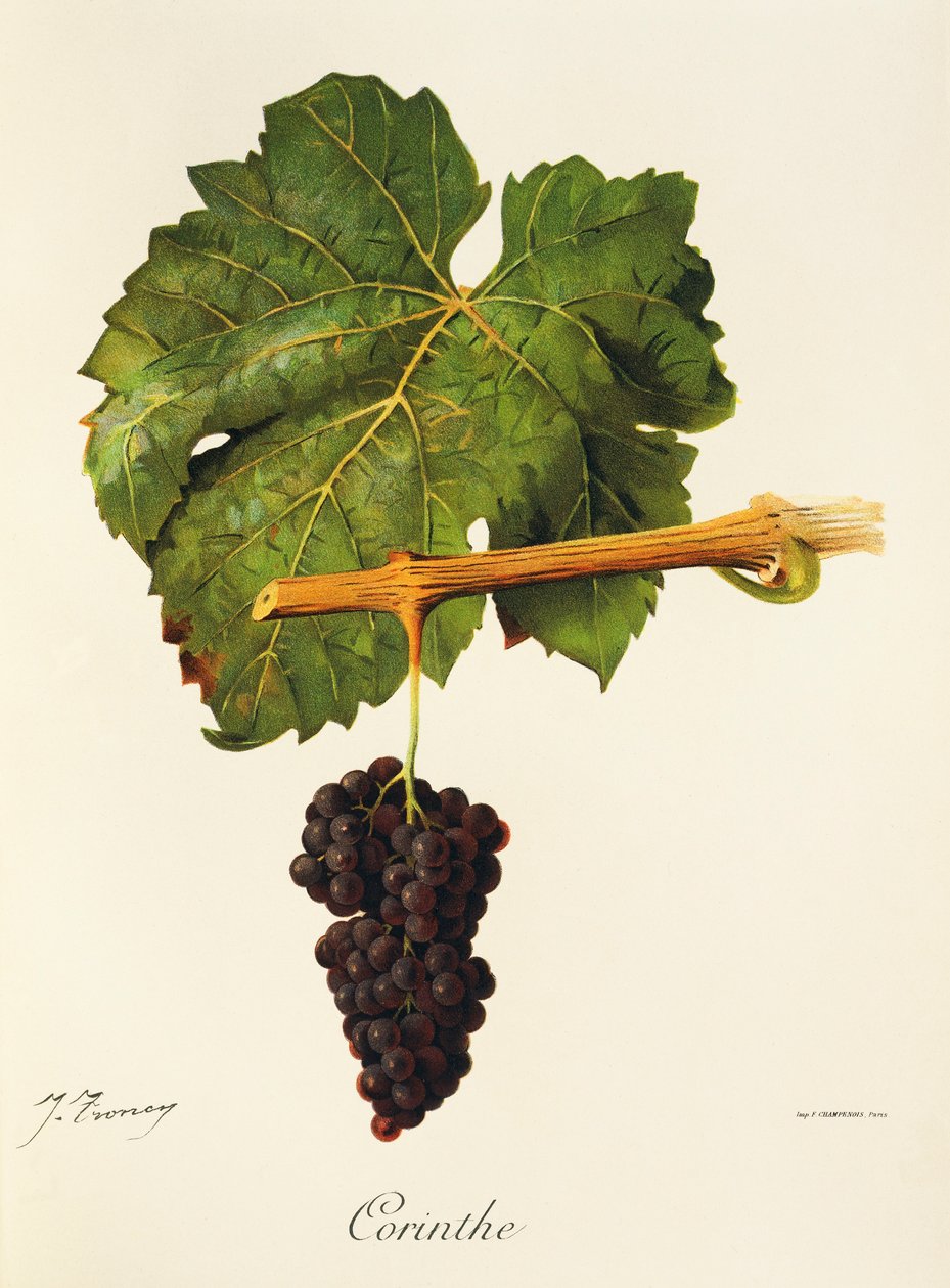 Winogrono Corinthe J.Troncy autorstwa Jules Troncy
