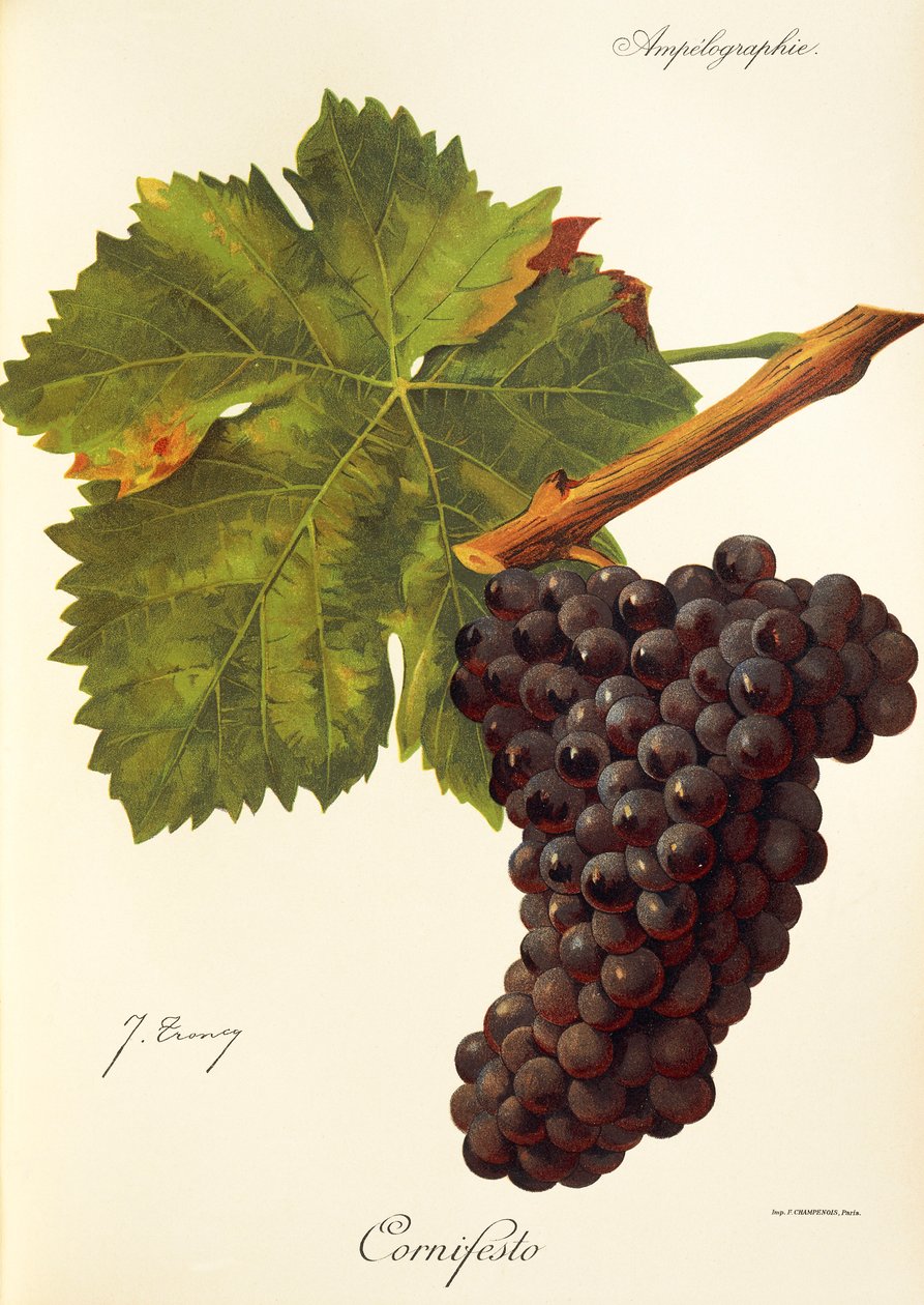 Winogrona Cornifesto J.Troncy autorstwa Jules Troncy