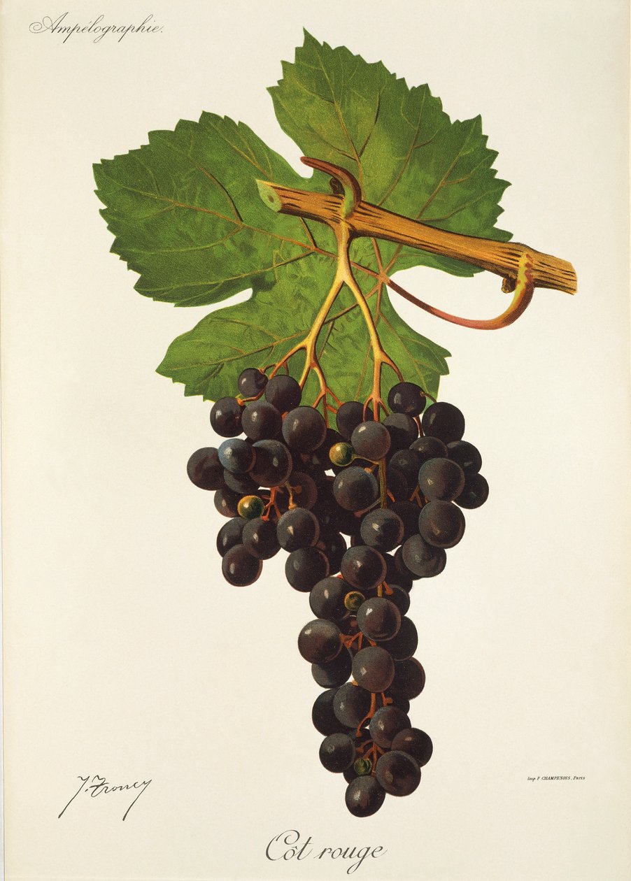Cot Rouge winogron J.Troncy autorstwa Jules Troncy