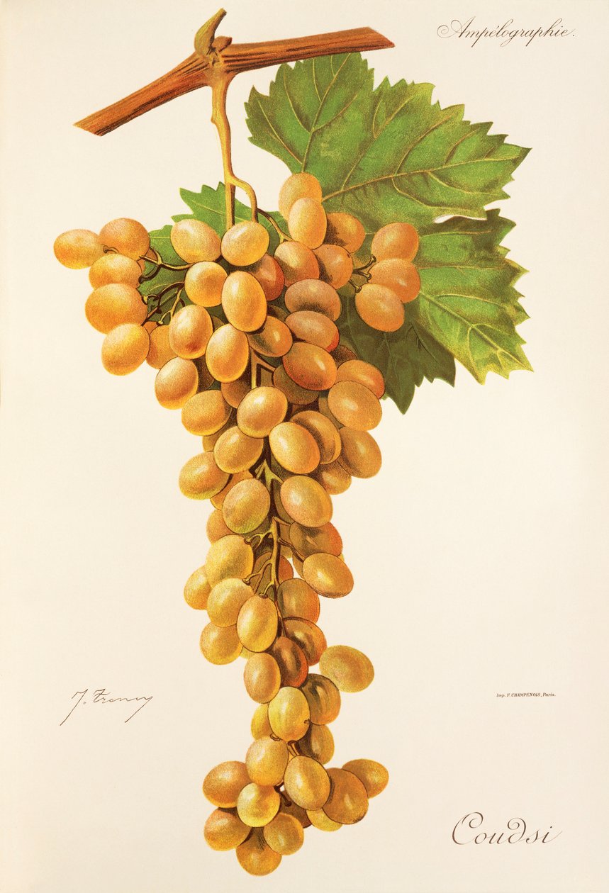 Winogrona Coudsi J.Troncy autorstwa Jules Troncy