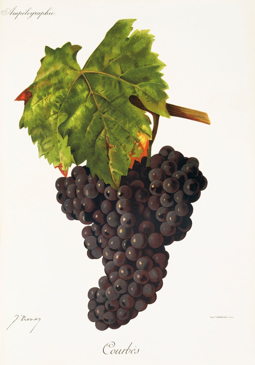 Winogrona Courbes J.Troncy autorstwa Jules Troncy