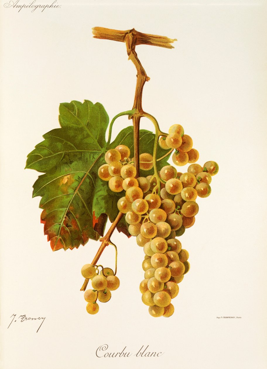 Winogrona Courbu White by J.Troncy autorstwa Jules Troncy