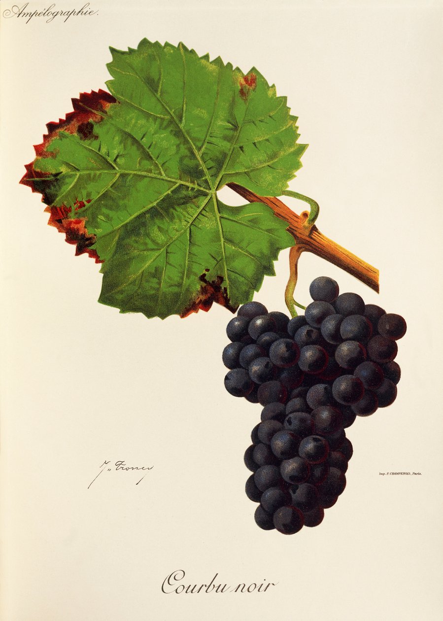 Winogrona Courbu Black J.Troncy autorstwa Jules Troncy