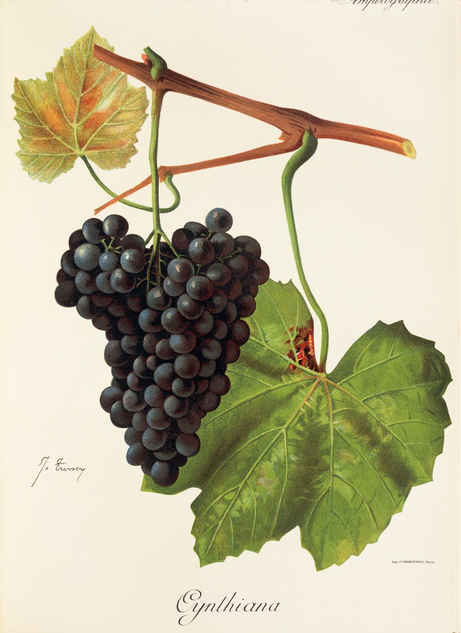 Winogrona Cynthiana J.Troncy autorstwa Jules Troncy