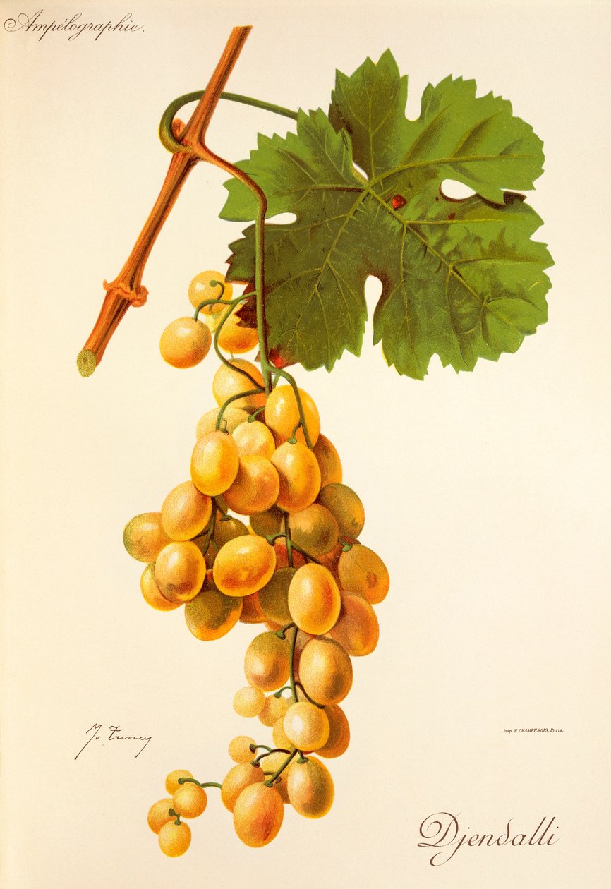 Winogrona Djendalli J.Troncy autorstwa Jules Troncy