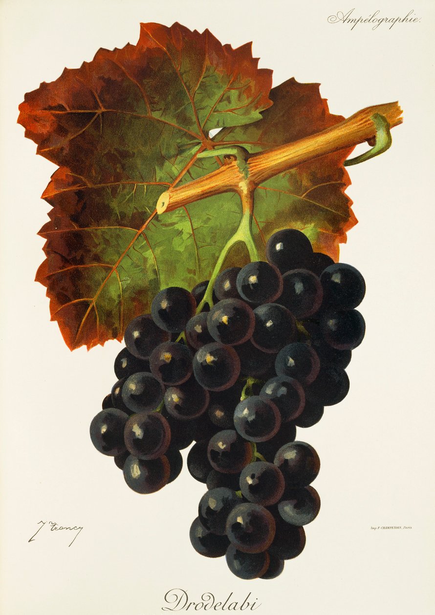 Winogrona Drodelabi J.Troncy autorstwa Jules Troncy