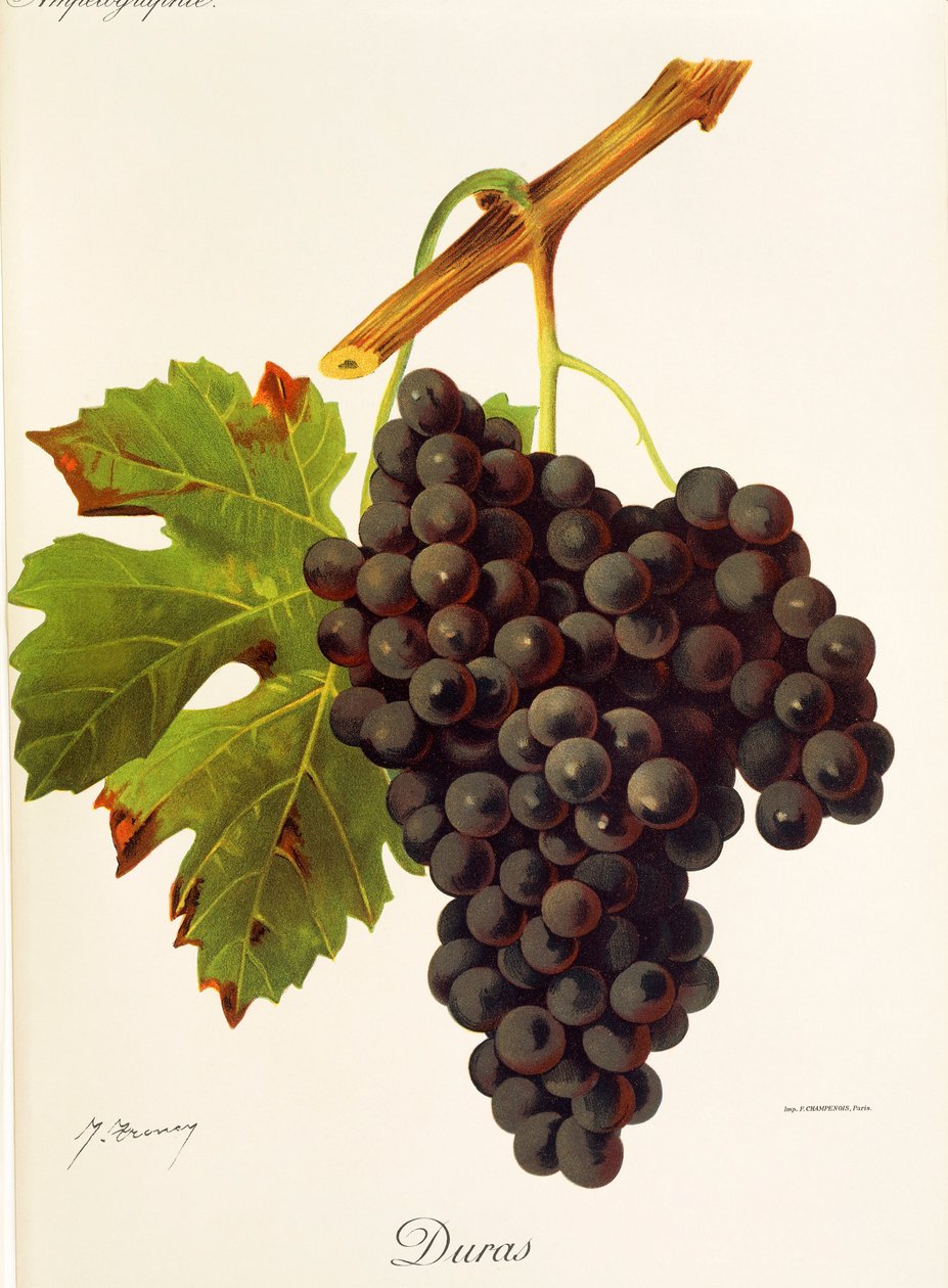 Winogrona Duras J.Troncy autorstwa Jules Troncy