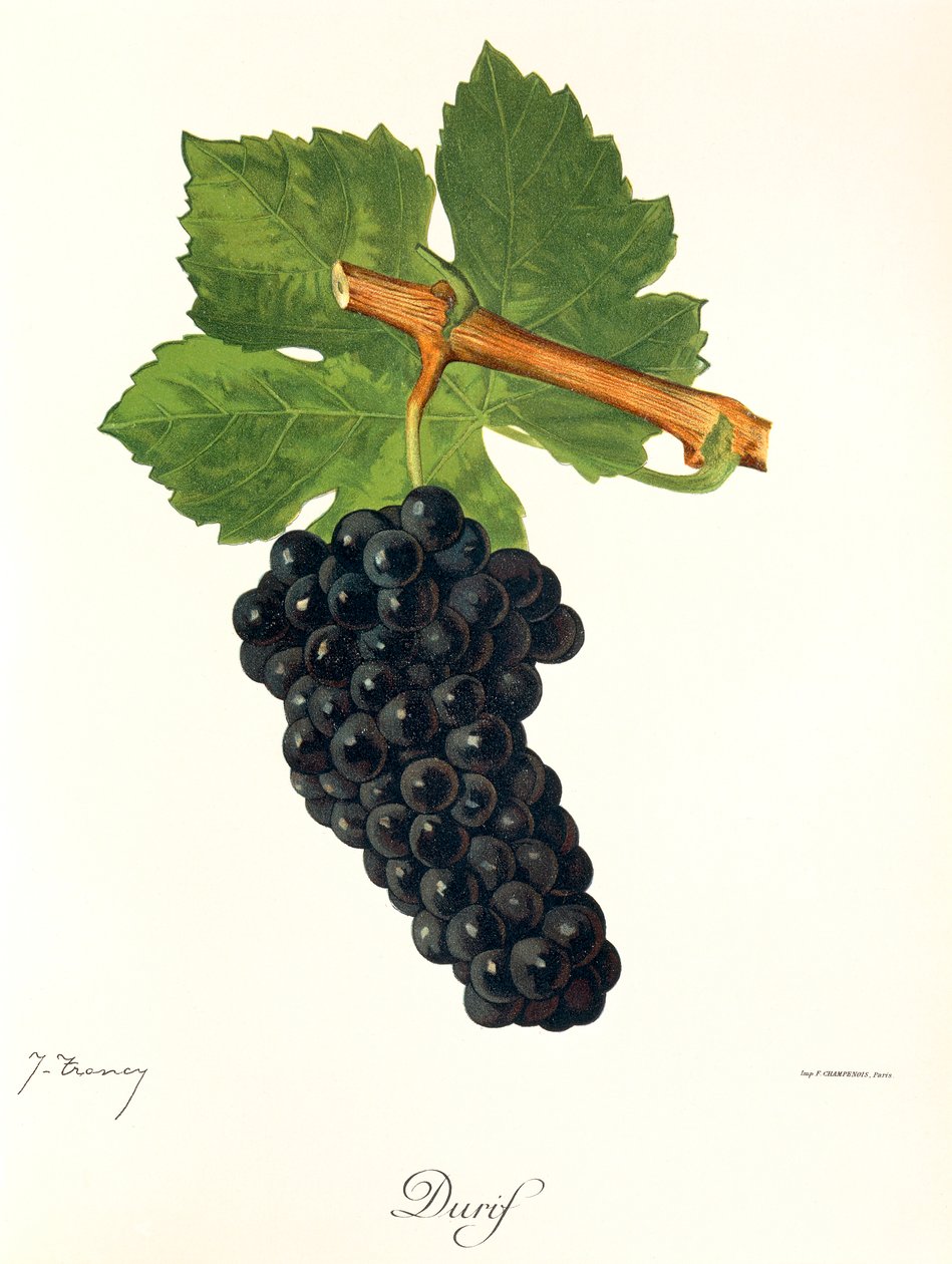 Winogrona Durif J.Troncy autorstwa Jules Troncy