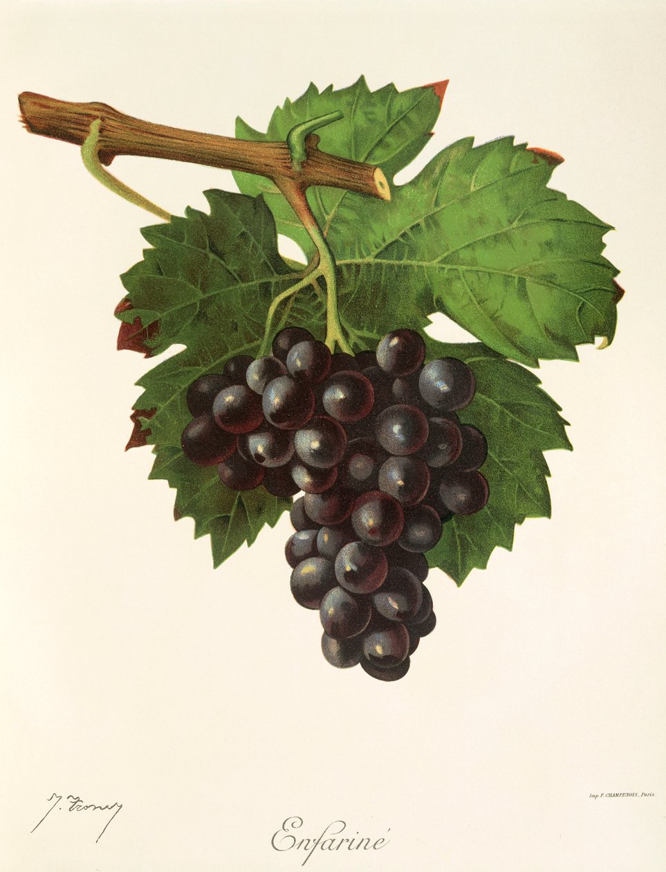 Winogrona Enfarine” J. Troncy autorstwa Jules Troncy