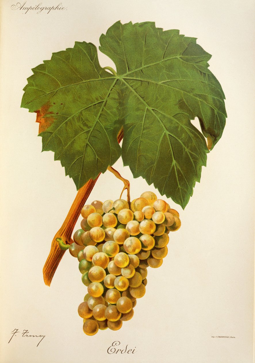 Winogrona leśne J.Troncy autorstwa Jules Troncy