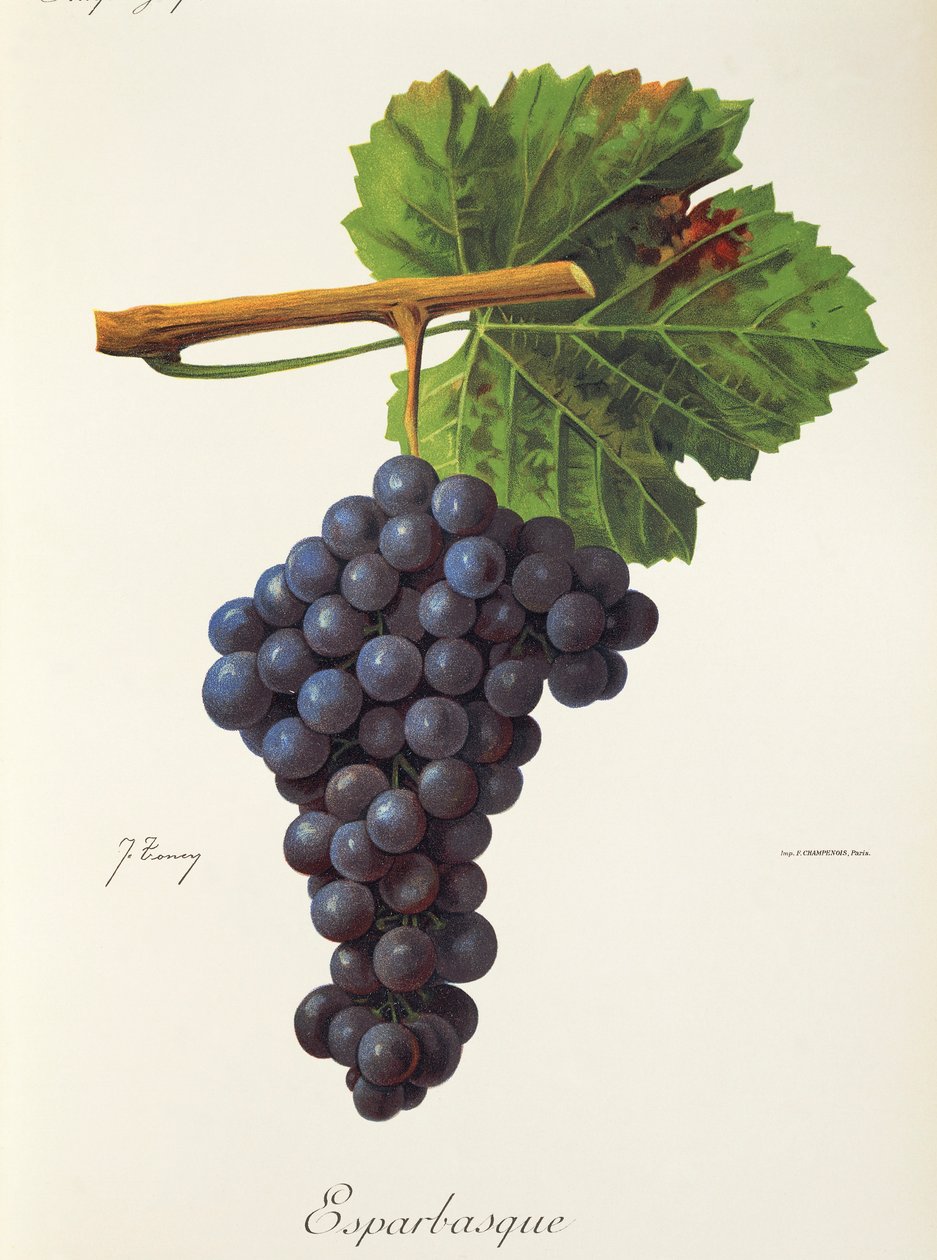 Esparbasque winogron J.Troncy autorstwa Jules Troncy