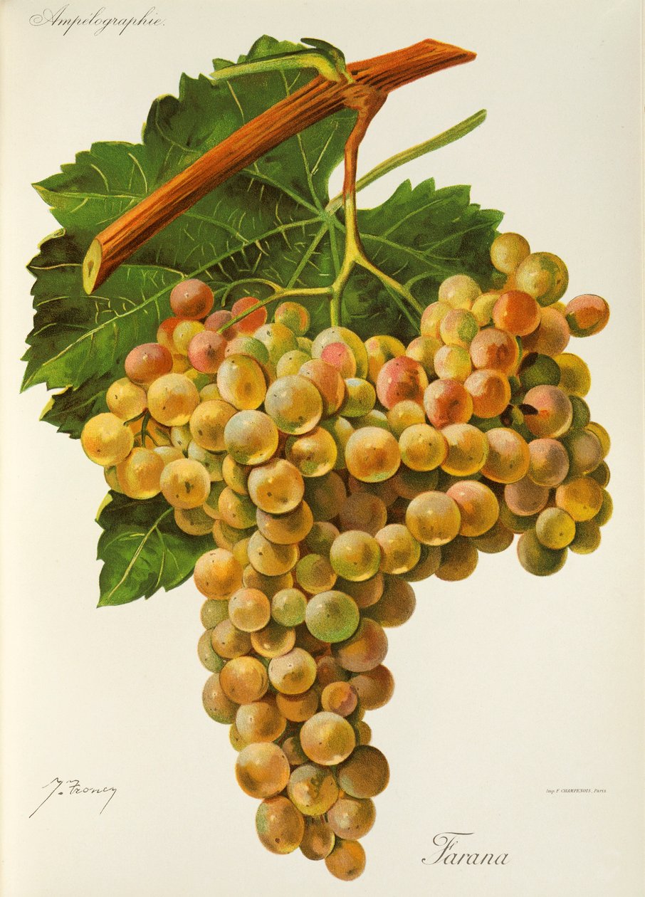 Winogrona Farana J.Troncy autorstwa Jules Troncy