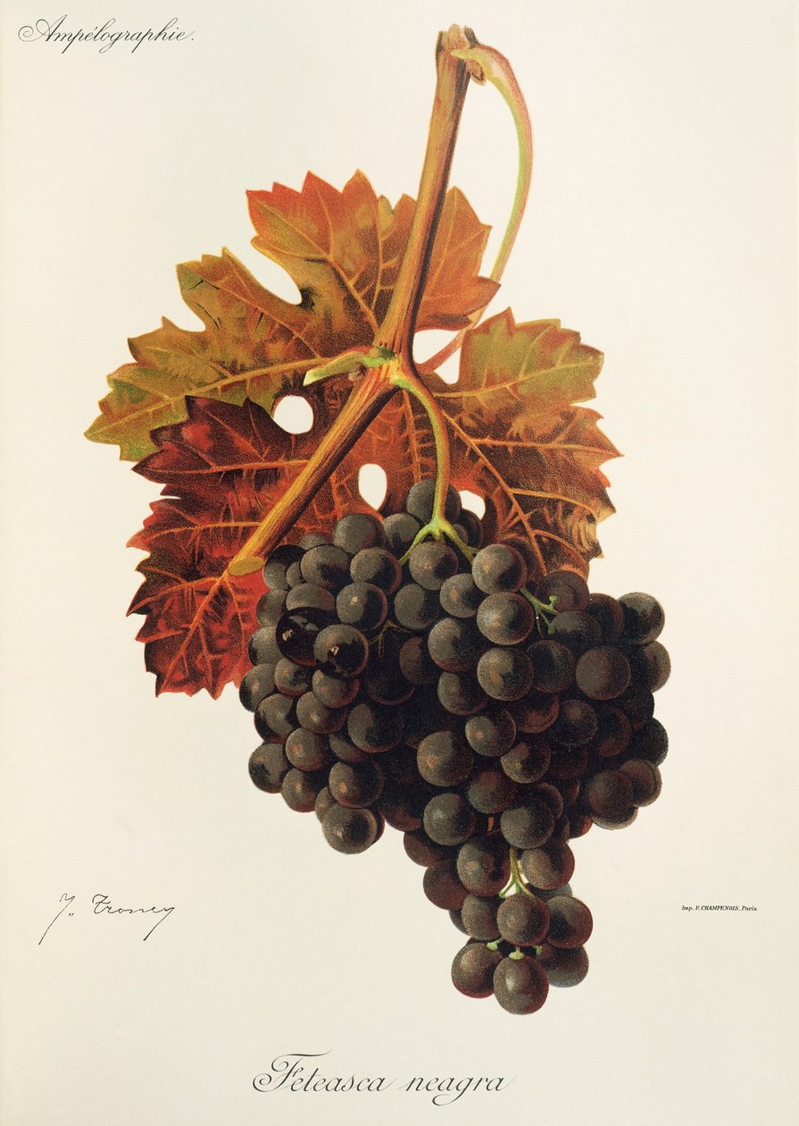 Winogrona Feteasca Neagra J.Troncy autorstwa Jules Troncy