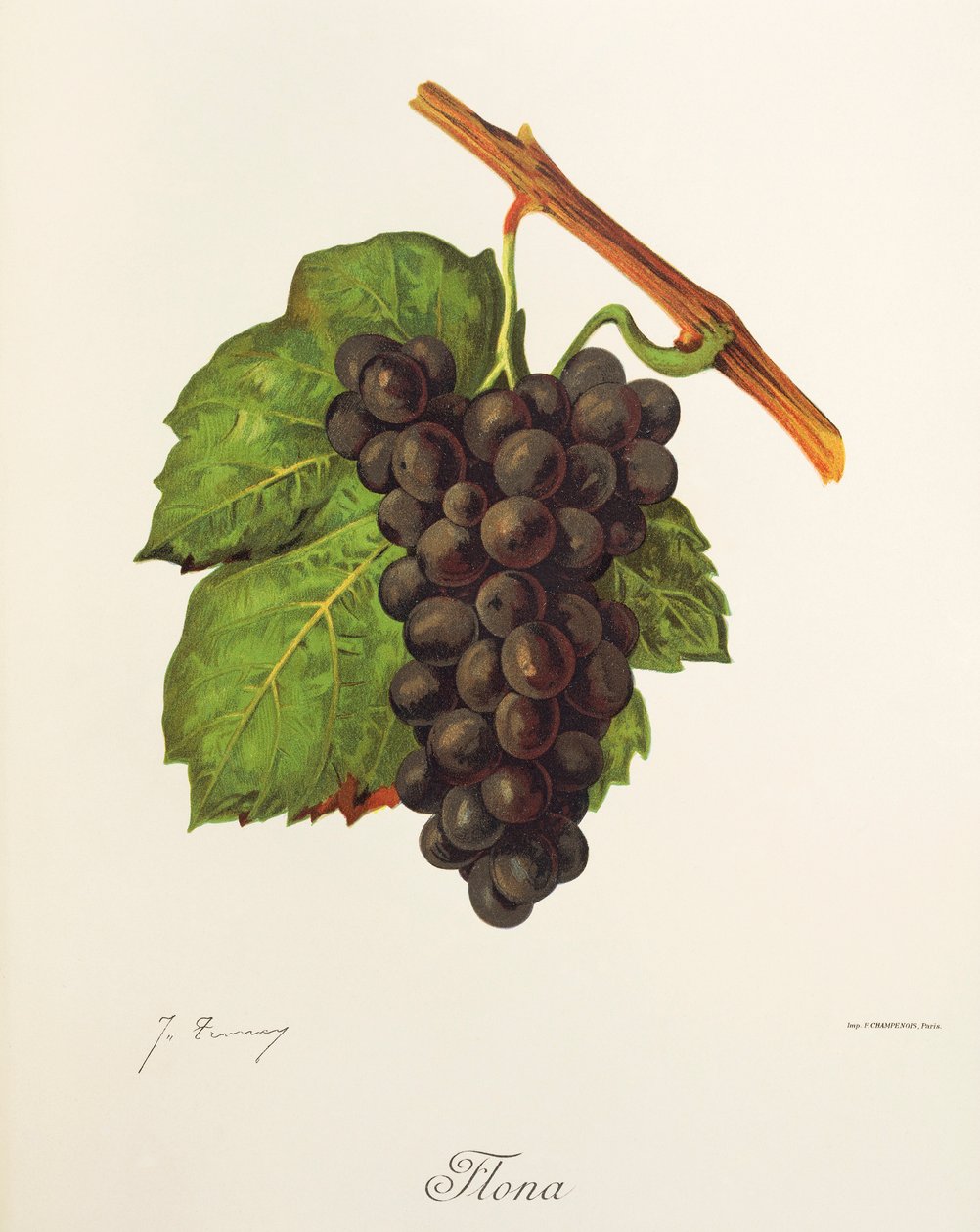 Winogrona Flona J.Troncy autorstwa Jules Troncy