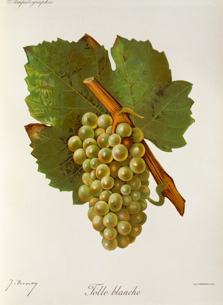 Winogrona Folle Blanche J.Troncy autorstwa Jules Troncy