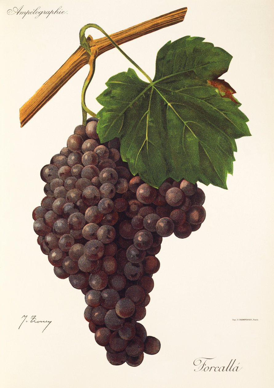 Winogrona Forcalla” J. Troncy autorstwa Jules Troncy