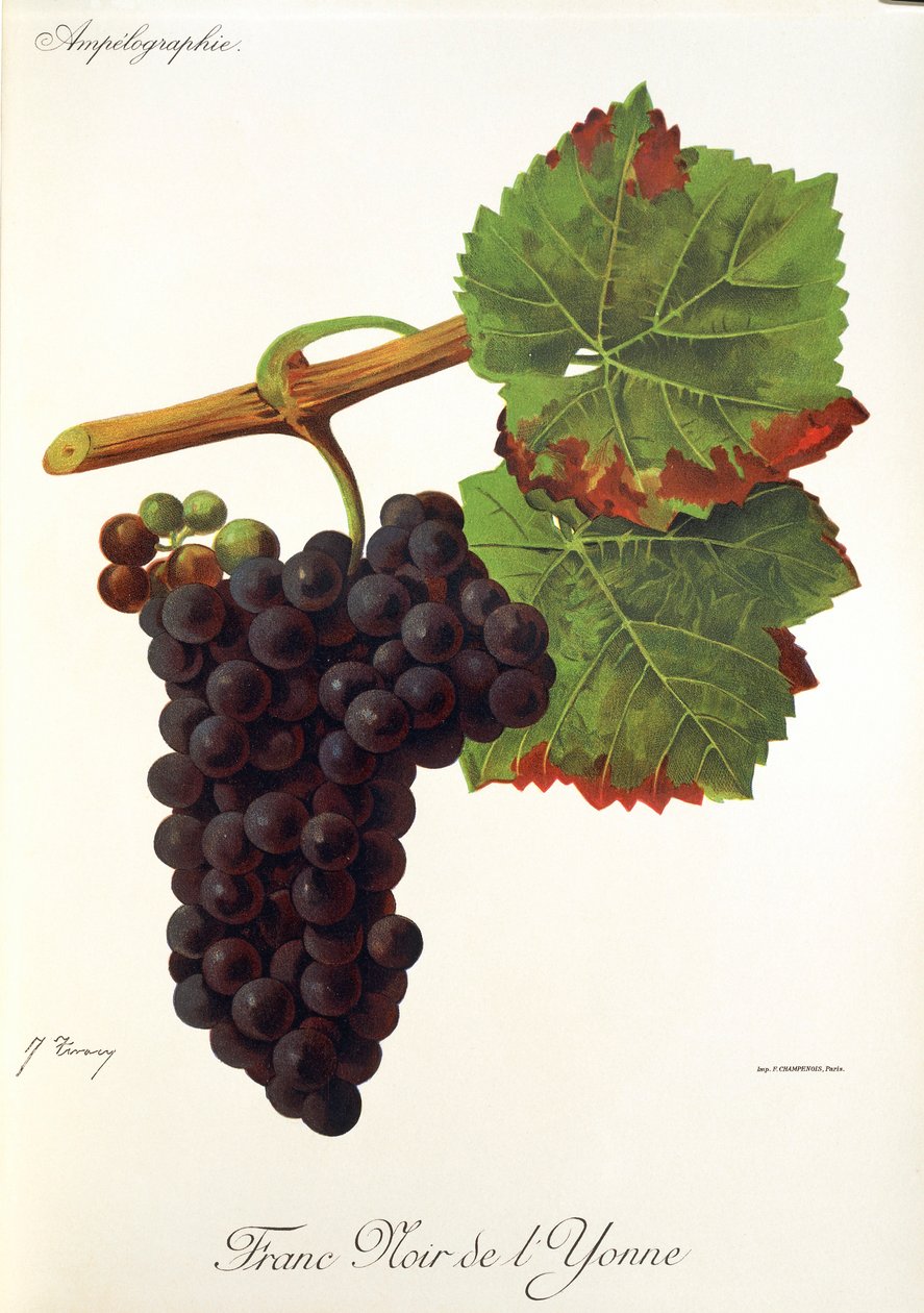 Winogrona Franc Noir de l