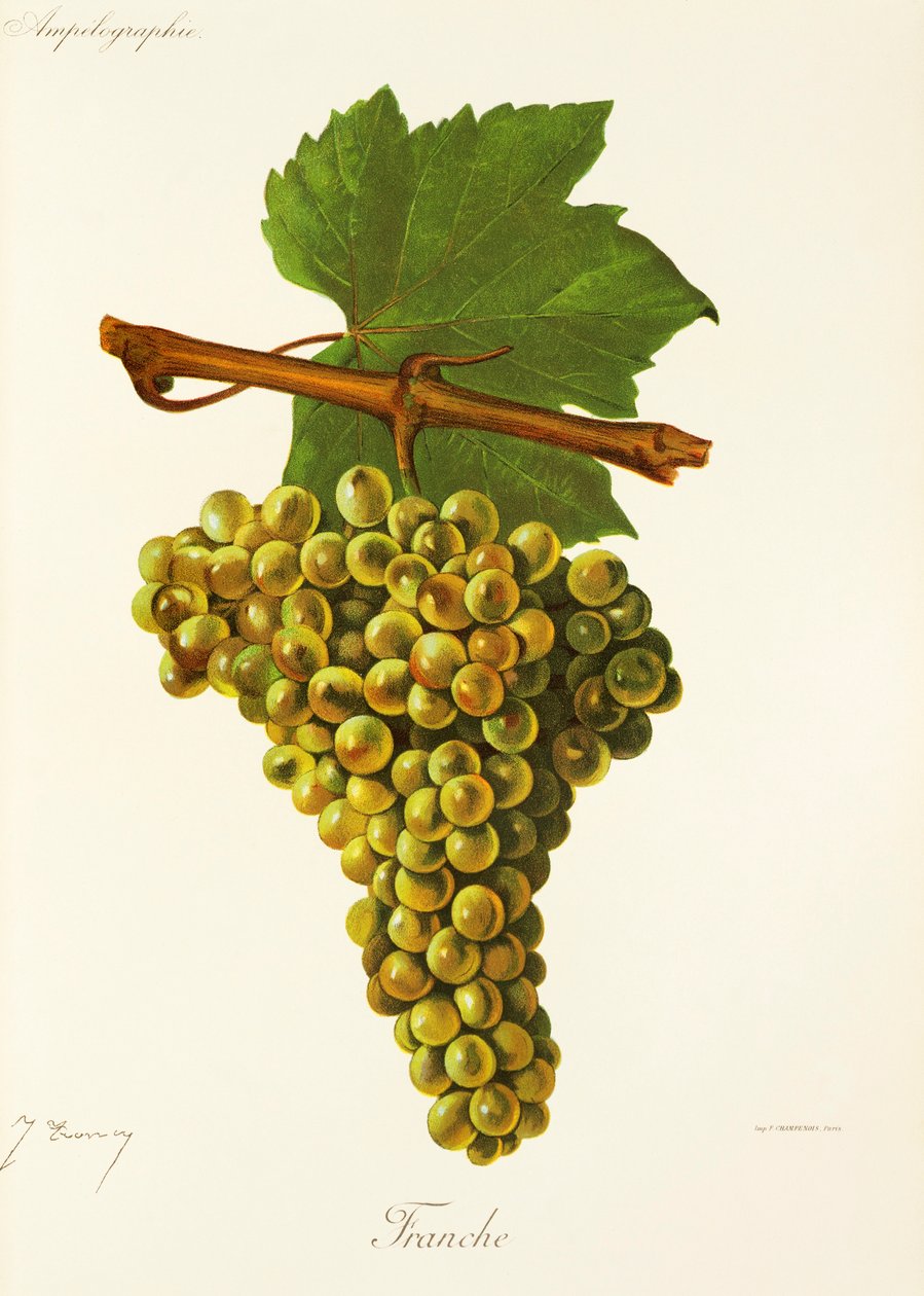 Winogrona Franche J.Troncy autorstwa Jules Troncy
