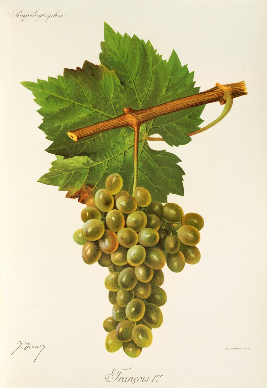 Winogrona Francois Premier J.Troncy autorstwa Jules Troncy