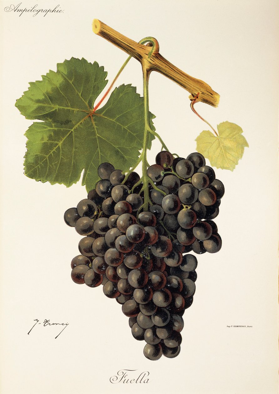 Winogrona Fuella J.Troncy autorstwa Jules Troncy
