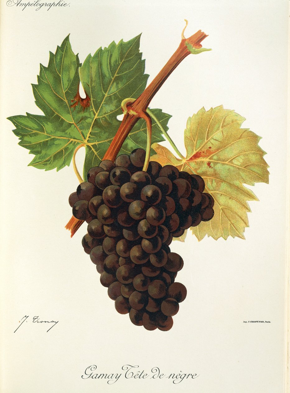 Winogrona Gamay Tete de Negre J.Troncy autorstwa Jules Troncy