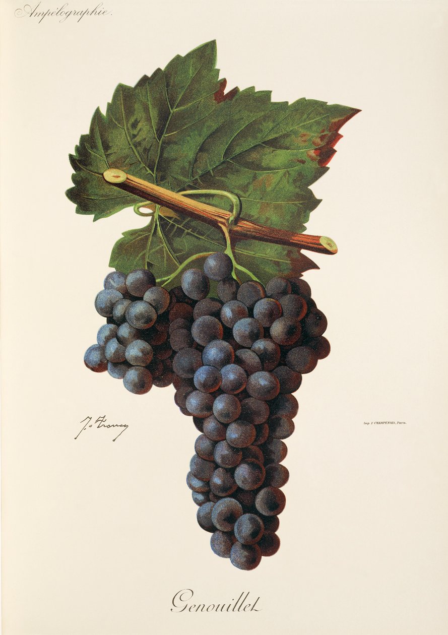 Winogrona Genouillet J.Troncy autorstwa Jules Troncy