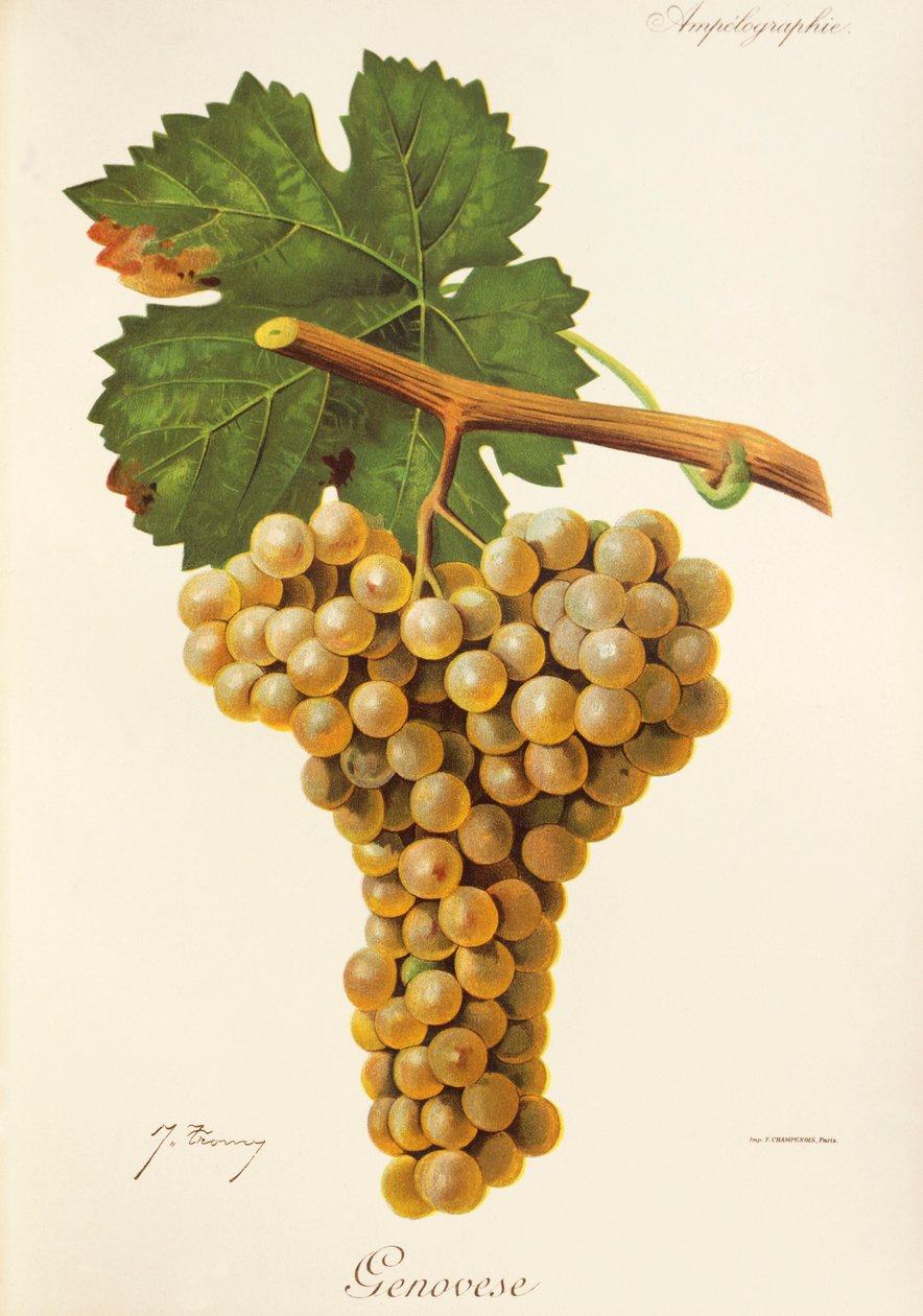 Genovese winogron J. Troncy autorstwa Jules Troncy