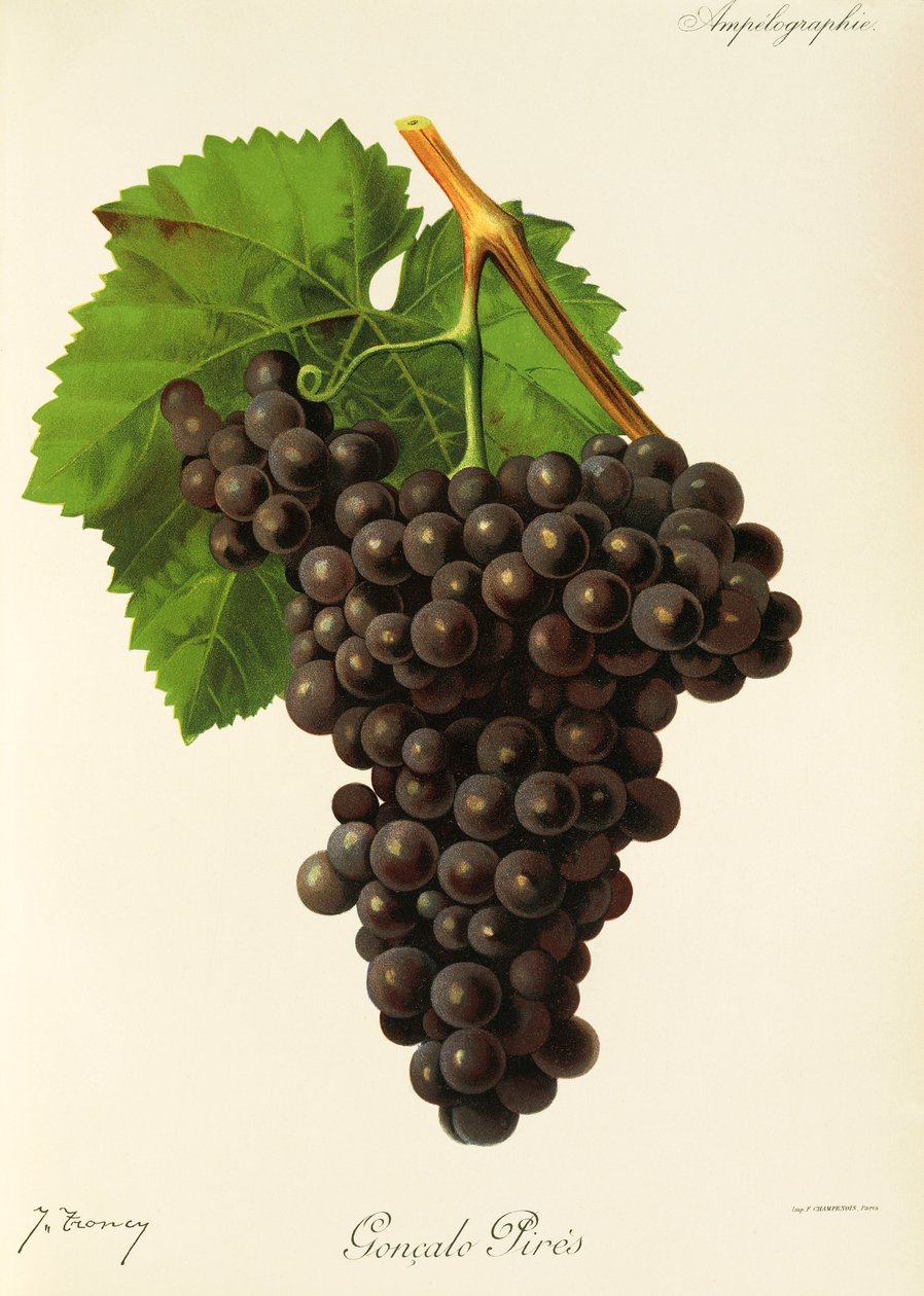 Winogrona Goncalo Pires J.Troncy autorstwa Jules Troncy