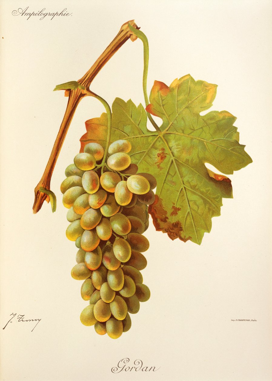 Winogrona Gordan J.Troncy autorstwa Jules Troncy