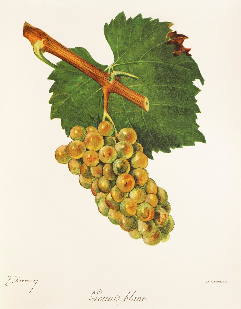Winogrona Gouais Blanc J.Troncy autorstwa Jules Troncy
