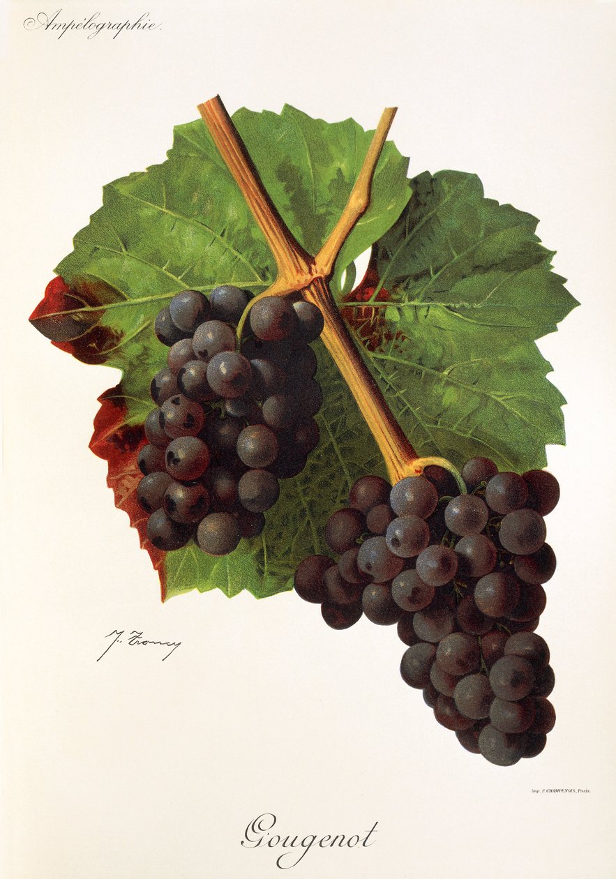 Winogrono Gougenot J.Troncy autorstwa Jules Troncy
