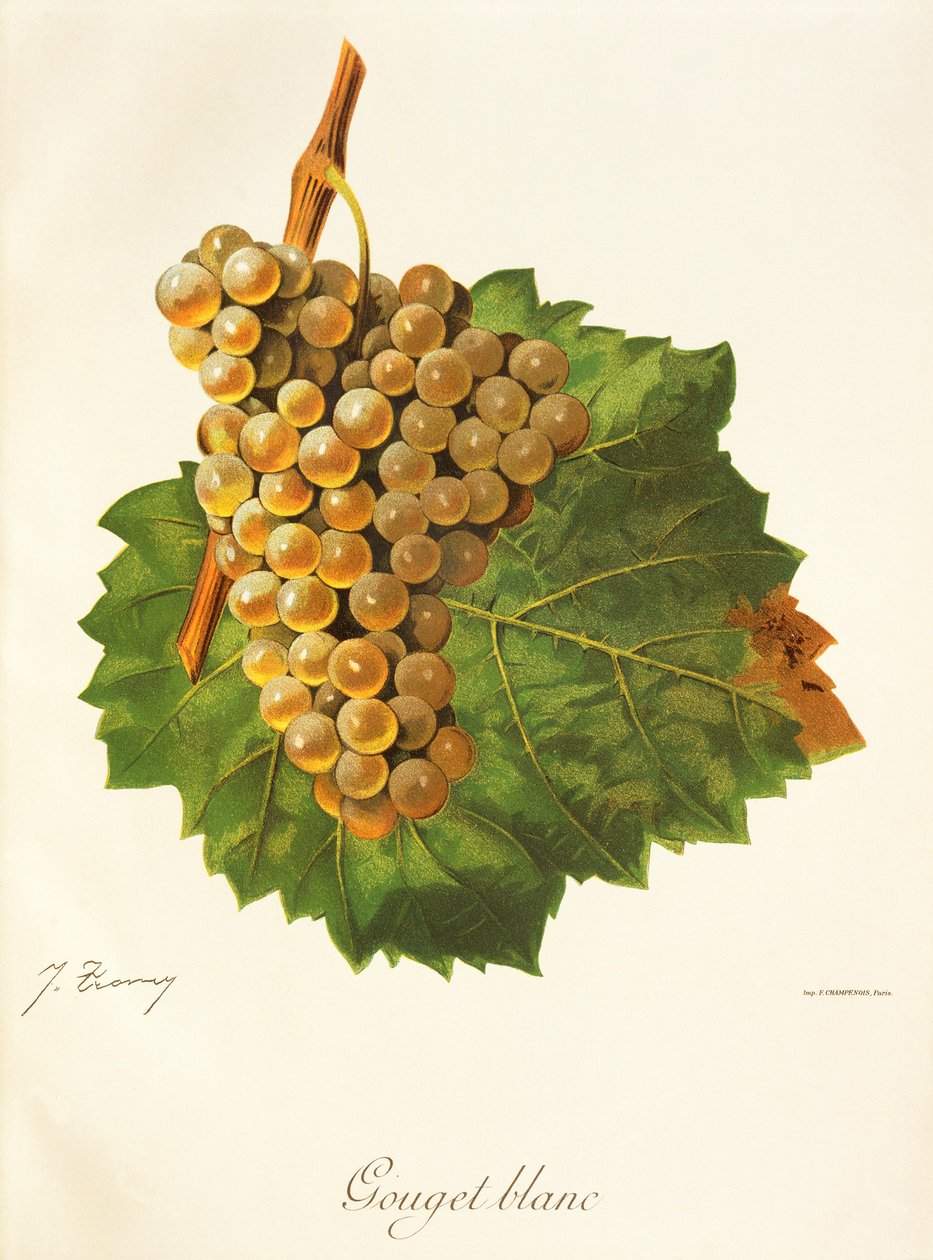 Winogrona Gouget Blanc J.Troncy autorstwa Jules Troncy