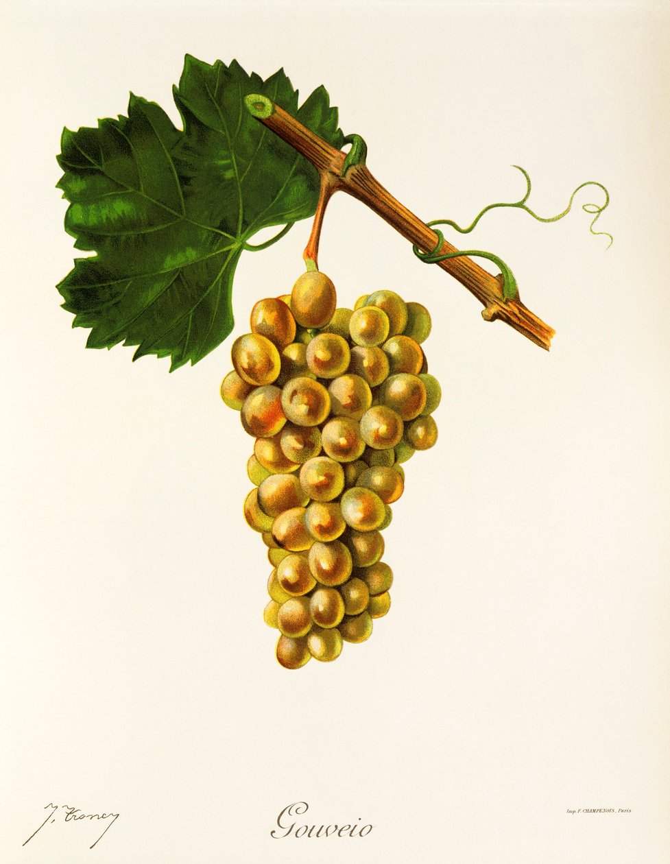 Winogrona Gouveio J.Troncy autorstwa Jules Troncy