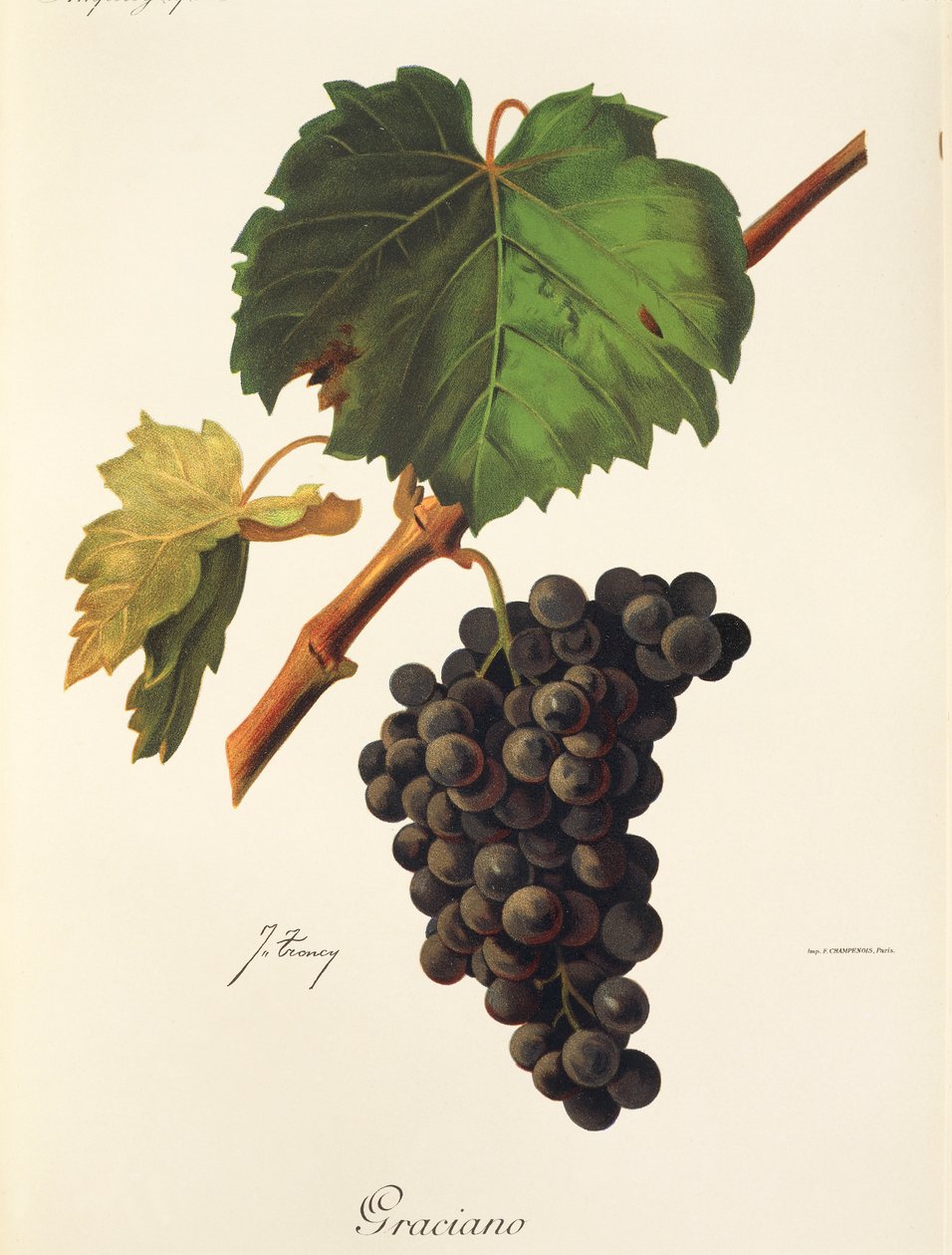 Winogrono Graciano J.Troncy autorstwa Jules Troncy