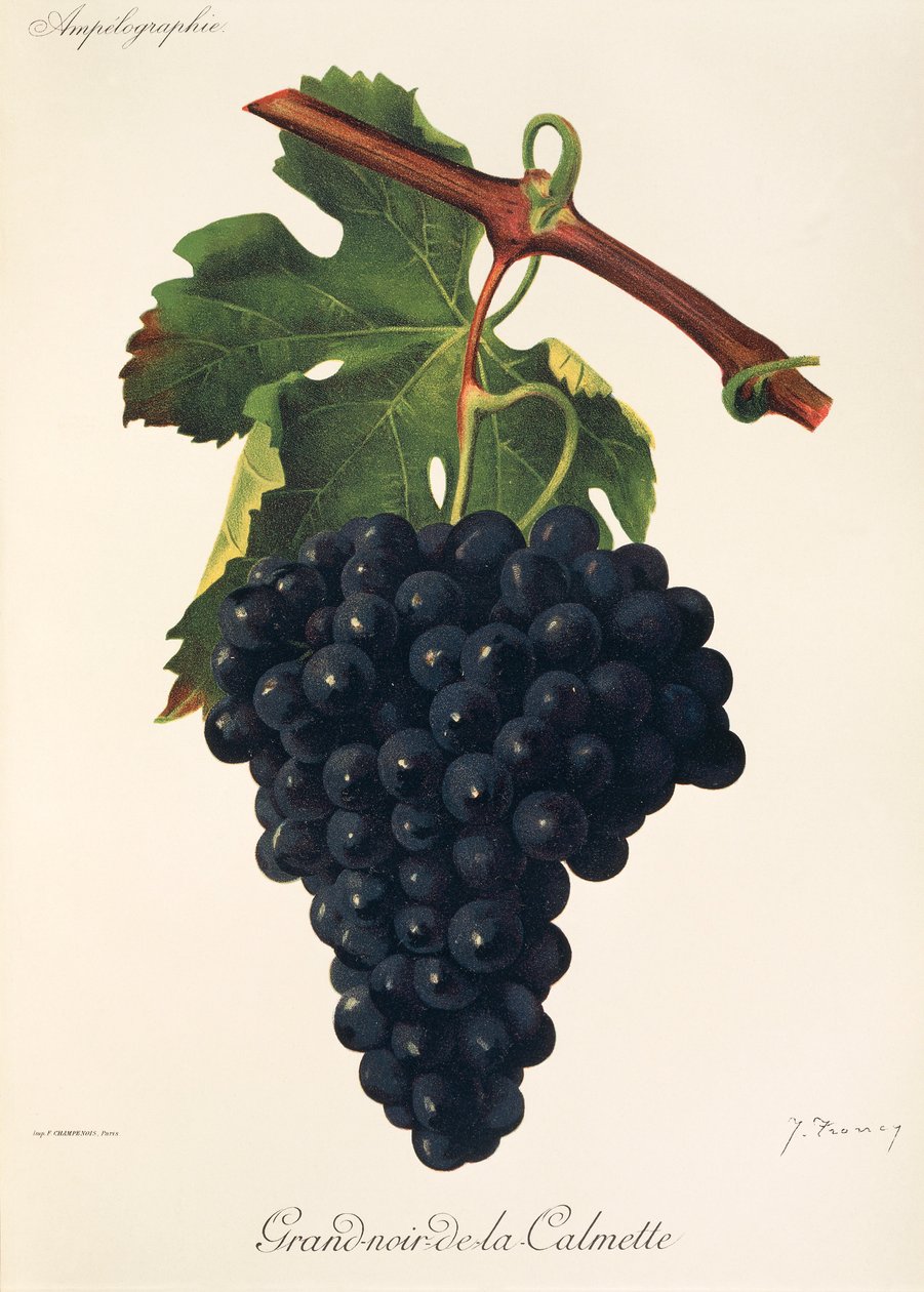 Winogrono Grand-Noir-de-la-Calmette J.Troncy autorstwa Jules Troncy