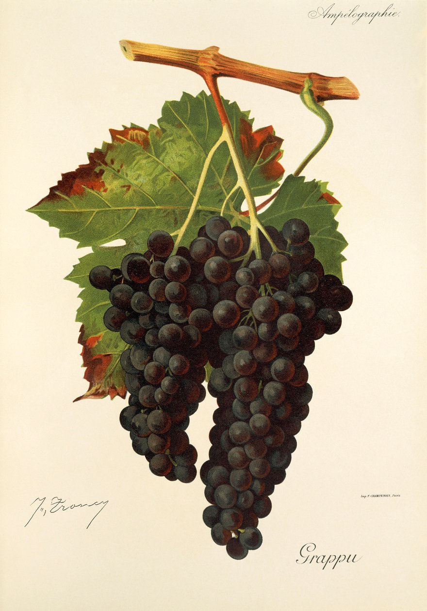 Grappu winogron J.Troncy autorstwa Jules Troncy
