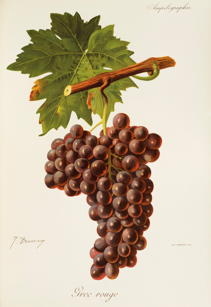 Grec Rouge winogron J.Troncy autorstwa Jules Troncy