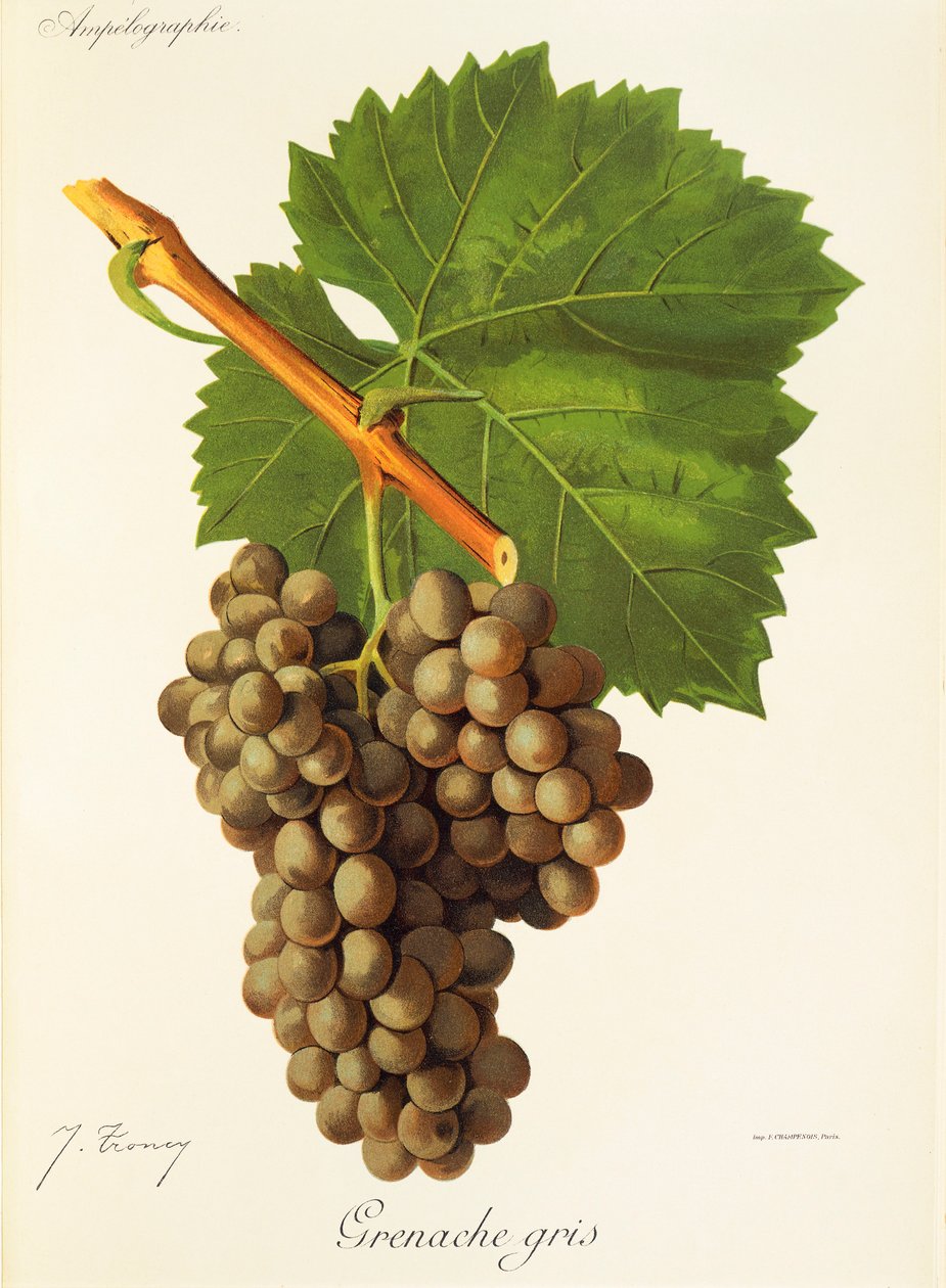 Winogrona Grenache Gris J.Troncy autorstwa Jules Troncy