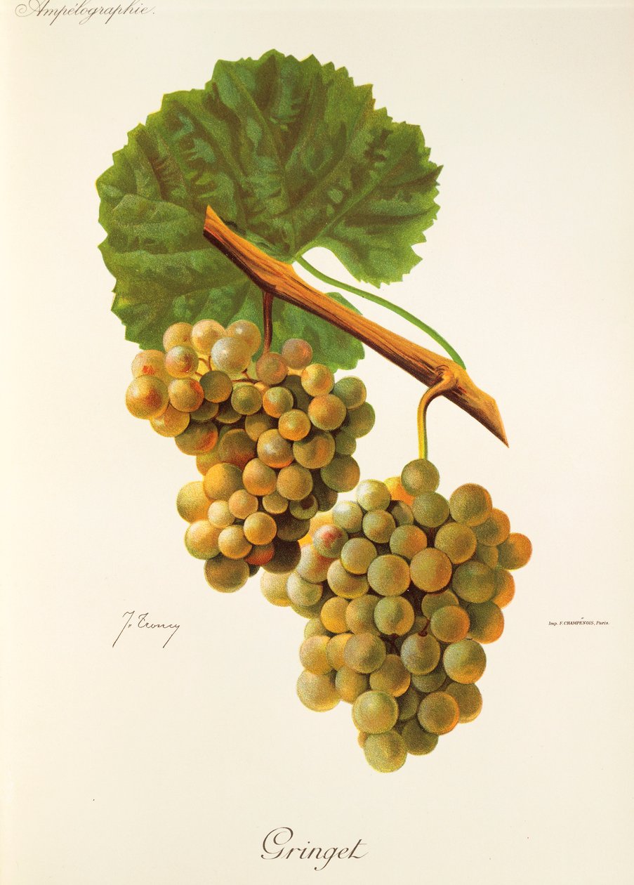 Winogrona Gringet J.Troncy autorstwa Jules Troncy