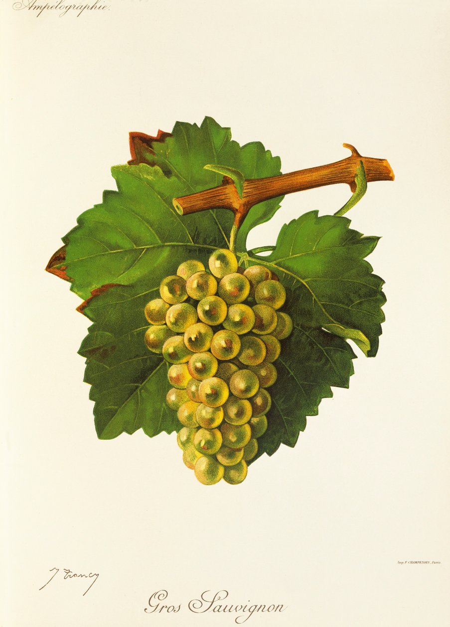 Gros Sauvignon winogron J.Troncy autorstwa Jules Troncy