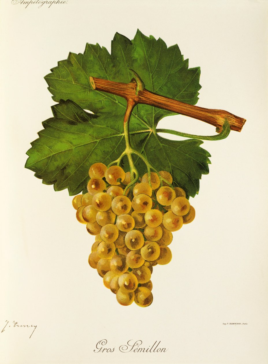 Gros Semillon winogron J.Troncy autorstwa Jules Troncy