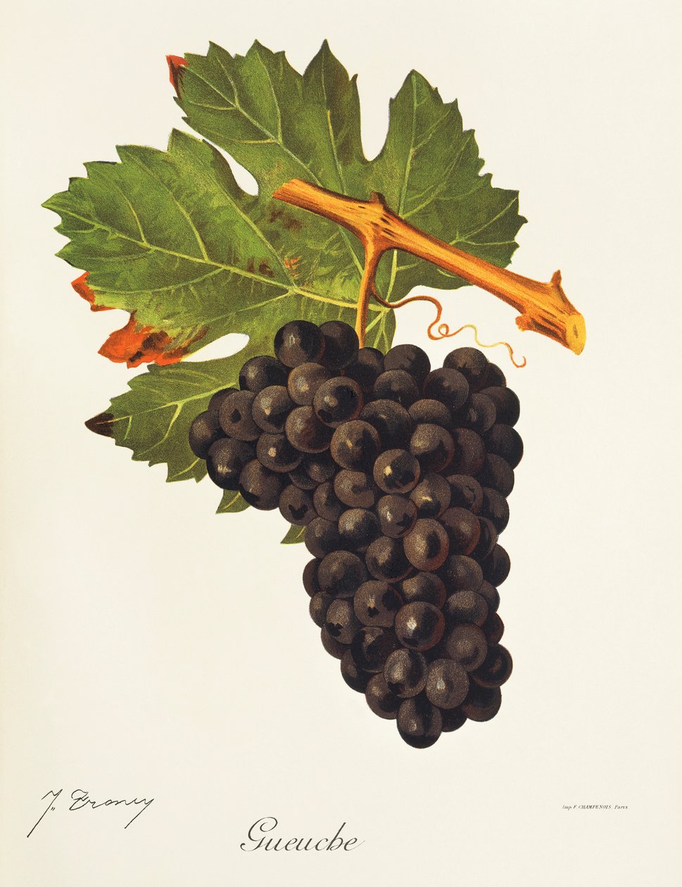 Winogrona Gueuche J.Troncy autorstwa Jules Troncy