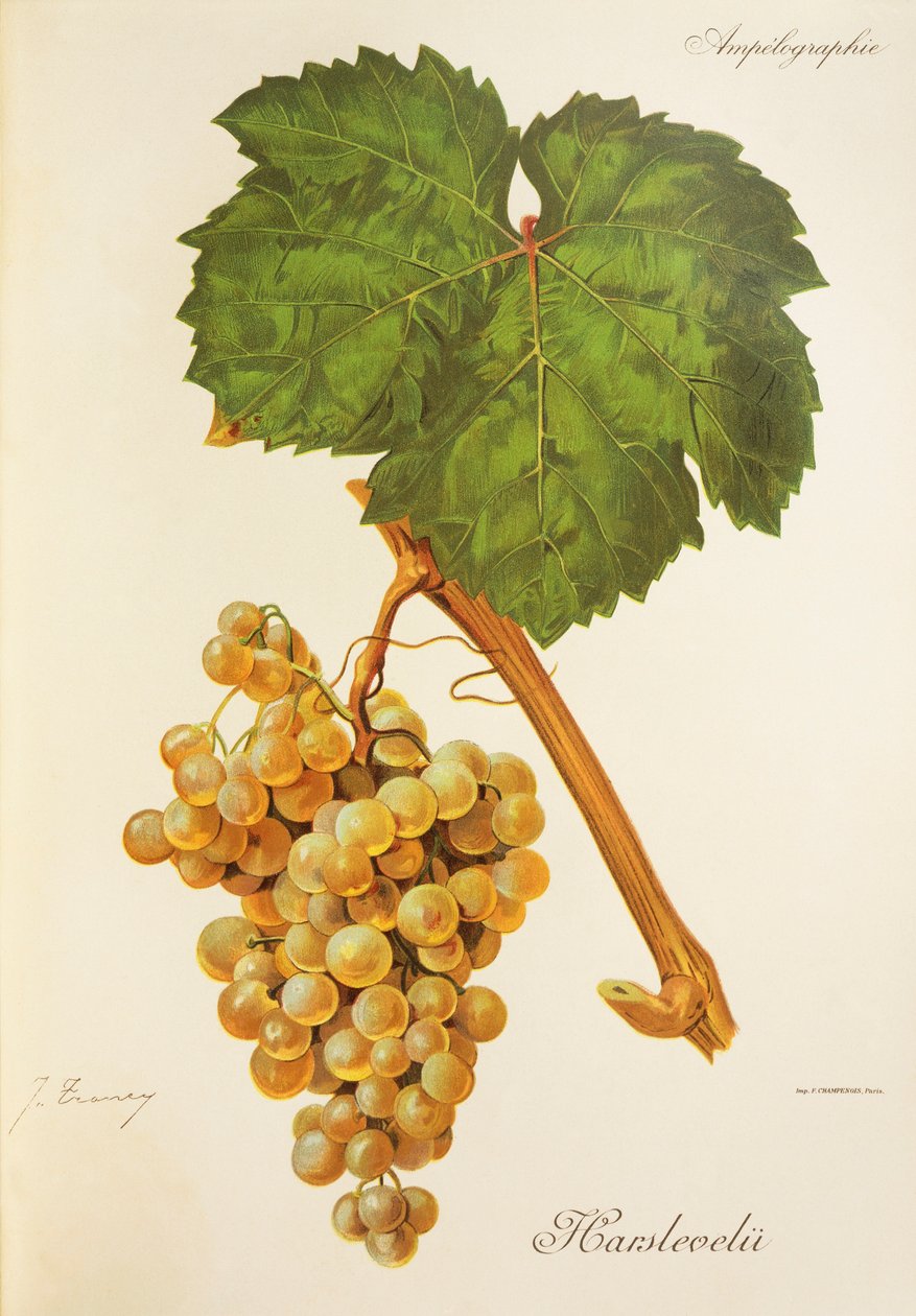 Winogrona Harslevelu J.Troncy autorstwa Jules Troncy