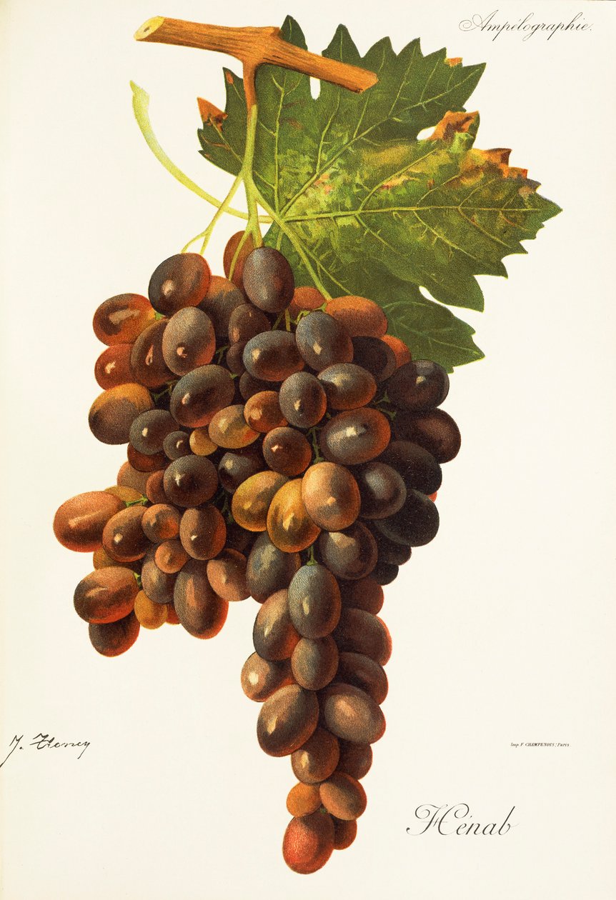 Winogrono Henab Noir J.Troncy autorstwa Jules Troncy