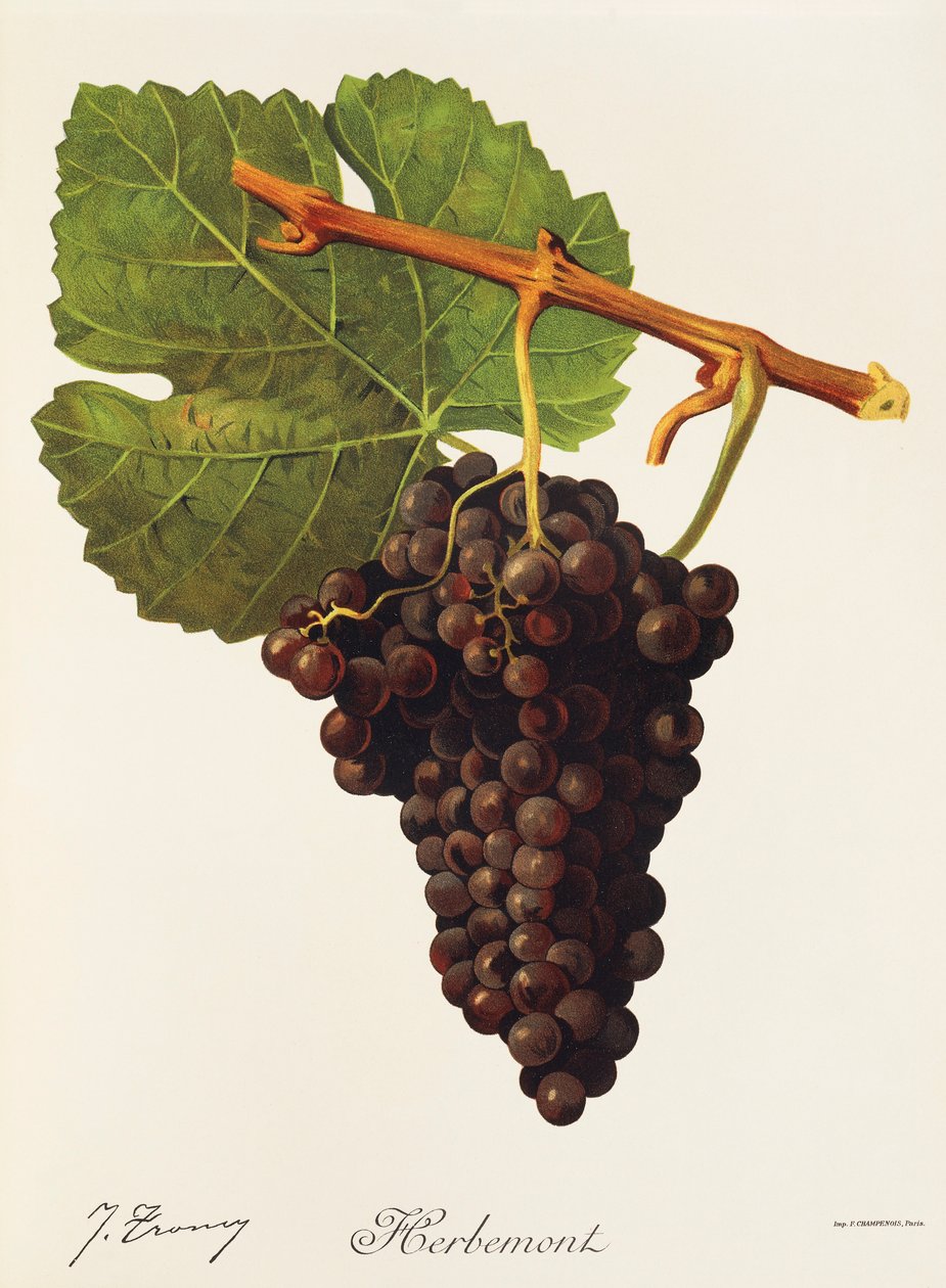 Herbemont grape by J. Troncy autorstwa Jules Troncy